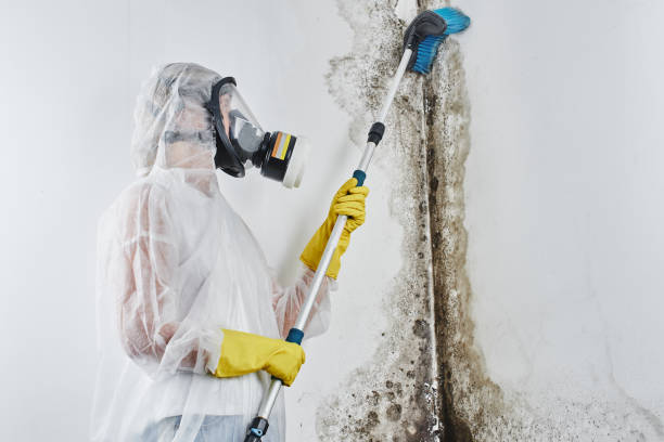 Best Bathroom Mold Remediation in Flemington, PA