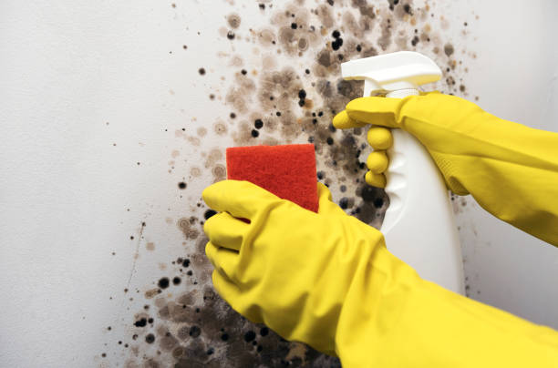 Best Black Mold Remediation in Flemington, PA