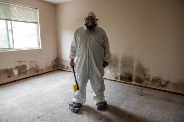Best DIY Mold Remediation Support Services in Flemington, PA